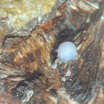 Beraunite Strengite & Kidwellite Crystals Indian Mt ALABAMA USA